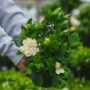 Gardenia Bush – 6″ Pot
